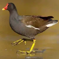 پرنده