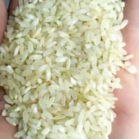 برنج چمپا تمیز خوش پخت و بو