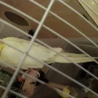 پنچ تا عروس هلندی|پرنده|قدس, شهر‌قدس|دیوار