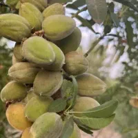 تولید نهال بادام رقم سنگی منقا|خدمات باغبانی و درختکاری|طبس, |دیوار