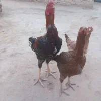 مرغ و خروس