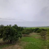 فروش-باغ-5576-مترمربع-جاده-وسطی-کلا-قادیکلا