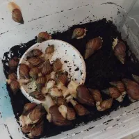 خاویار حلزون