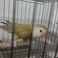 طوطی برزیلی|پرنده|قرچک, زیبا شهر|دیوار