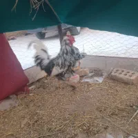 خروس گلین جوان مرغ گیرعالی