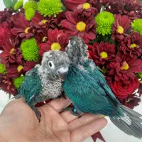 گرینچیک، جوجه سرلاکی، تراکویس نرمال|پرنده|تهران, دهقان|دیوار