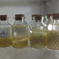 حلزون آلبینو|خزنده|بندرعباس, |دیوار