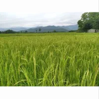 فروش ویلا 85متری با1200متر زمین دور دیوار