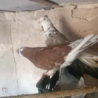 کبوتر|پرنده|قرچک, قشلاق جیتو|دیوار