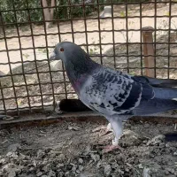 کفتر پلاکی مسافتی