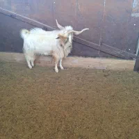نر بز|حیوانات مزرعه|سامان, |دیوار
