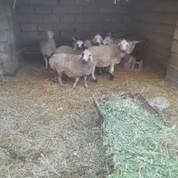 با سلام ۷عدد میش بره