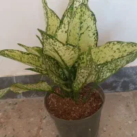 گل طبیعی|گل و گیاه طبیعی|آبدانان, |دیوار