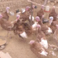 تعدادی بوقلمون