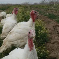 بوقلمون گوشتی ارگانیک سرایان