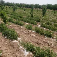 پلایین زمین متراژ ۳۶۲/۵