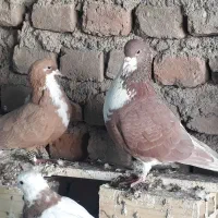 کفتر فروشی|پرنده|سربیشه, |دیوار