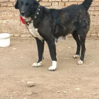 ماده دوسال گله ای سگجو آدمیش خوبه شکم زا