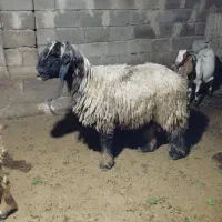 نرمیش ترکی|حیوانات مزرعه|گتوند, |دیوار