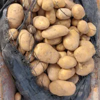 فروش سیب زمینی تازه