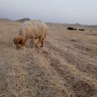 رامهرمر