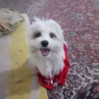 واگذار رایگان سگ