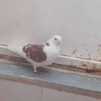 کبوتر تهرانی