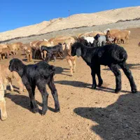 نیازمند چوپان یا کارگر وارد برای دامداری