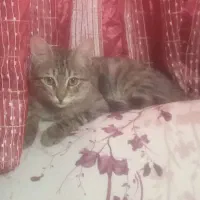 واگذاری گربه