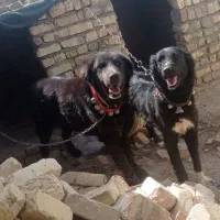 سگ دزدیده شده