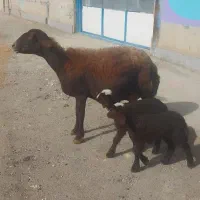 میش افشاری دوقلوزا