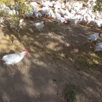 خروس سفید محلی|حیوانات مزرعه|جوین, |دیوار