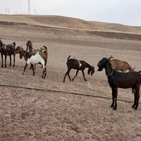 بز پلنگی|حیوانات مزرعه|بروجرد, |دیوار