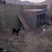 سگ گله و نگهبان|سگ|خمین, |دیوار