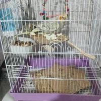 عروس هلندی|پرنده|تهران, اسکندری|دیوار