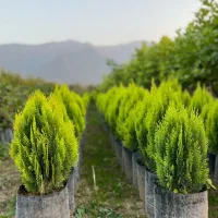 نهال و نهالستان