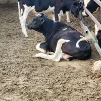 کارگر گاوداری. گاوها دوبار دوش هستن