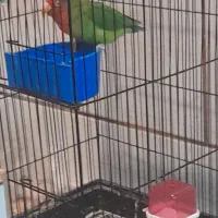 طوطی برزیلی|پرنده|باغ بهادران, |دیوار