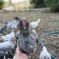 تخم مرغ گلین و طوسی جوجه