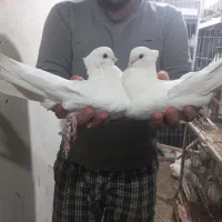 کبوتر زینتی کشیده وبلند|پرنده|ساری, |دیوار