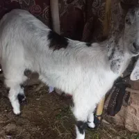 گوسفند|حیوانات مزرعه|ریگان, |دیوار