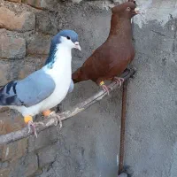 سرخ کاکلی نر رنگ خون، بدرنگ ماده