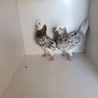 هما،سرور،شازده