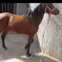 اسب مادیون کرد بیست دوماهه|اسب و تجهیزات اسبسواری|پیشوا, |دیوار