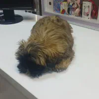 بچه سگ شیتزو