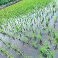 ۳۰۰۰متر زمین کشاورزی فروشی