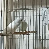 مرغ عشق|پرنده|اصفهان, باغ فردوس|دیوار