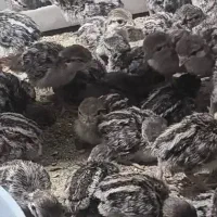 جوجه|پرنده|بندرعباس, |دیوار