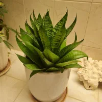 فروش گل طبیعی