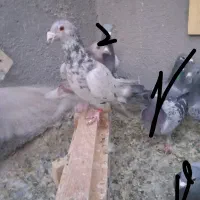 کبوتر|پرنده|رشتخوار, |دیوار